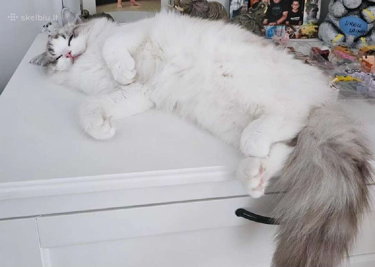 Kilmingi Ragdoll kačiukai - nuotraukos Nr. 15