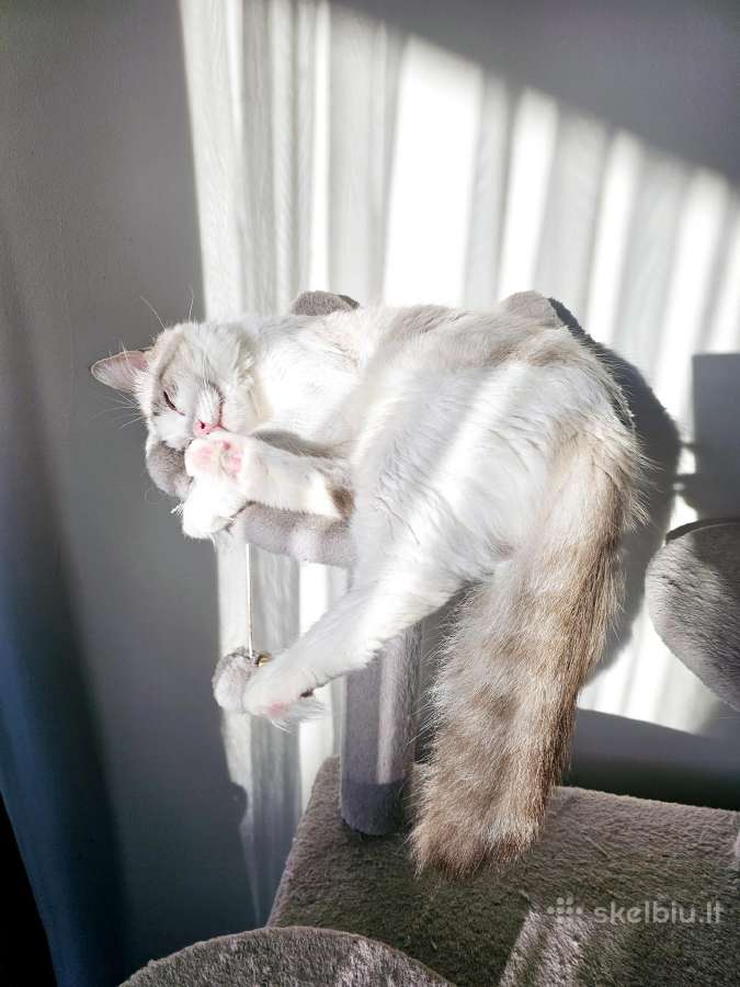 Kilmingi Ragdoll kačiukai - nuotraukos Nr. 16