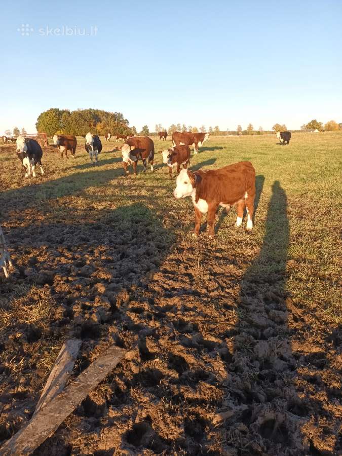 Hereford veislės galvijai - nuotraukos Nr. 5