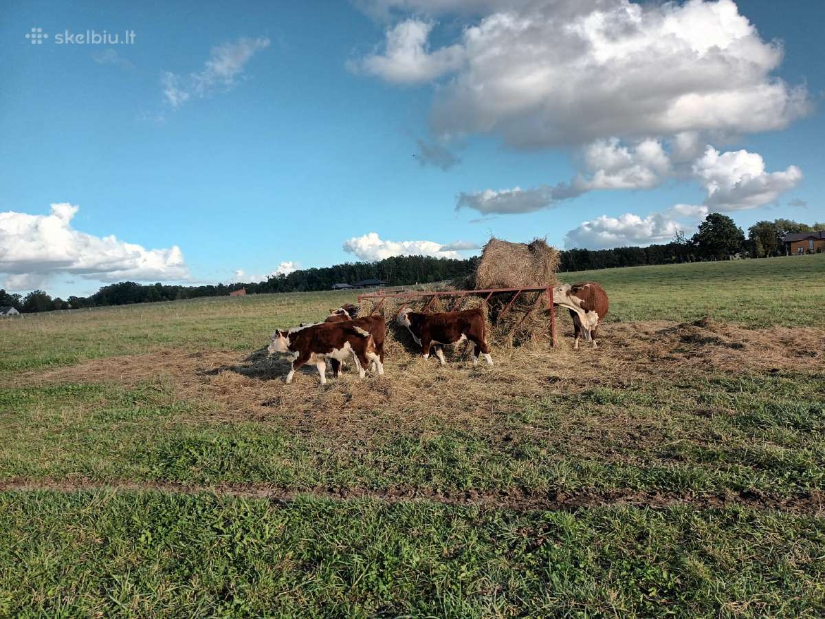 Hereford veislės galvijai - nuotraukos Nr. 2