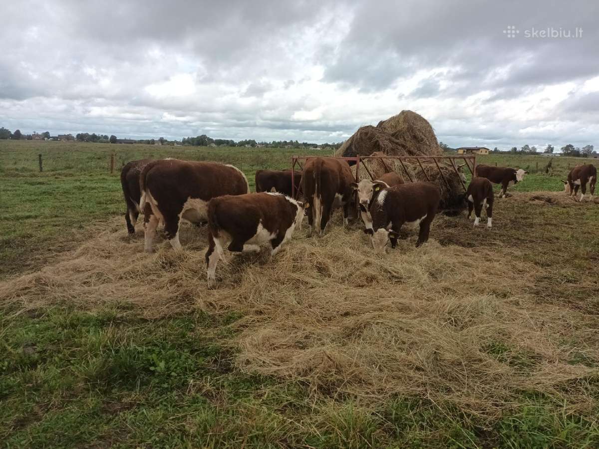 Hereford veislės galvijai - nuotraukos Nr. 4