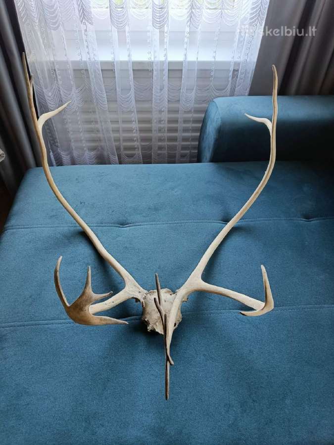 Gragštus Elnio ragai 45e