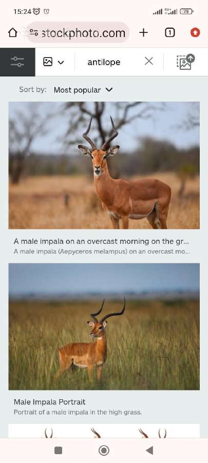 Antilopes ragai - nuotraukos Nr. 3