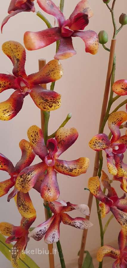 Dirbtinė orchidėja - nuotraukos Nr. 2