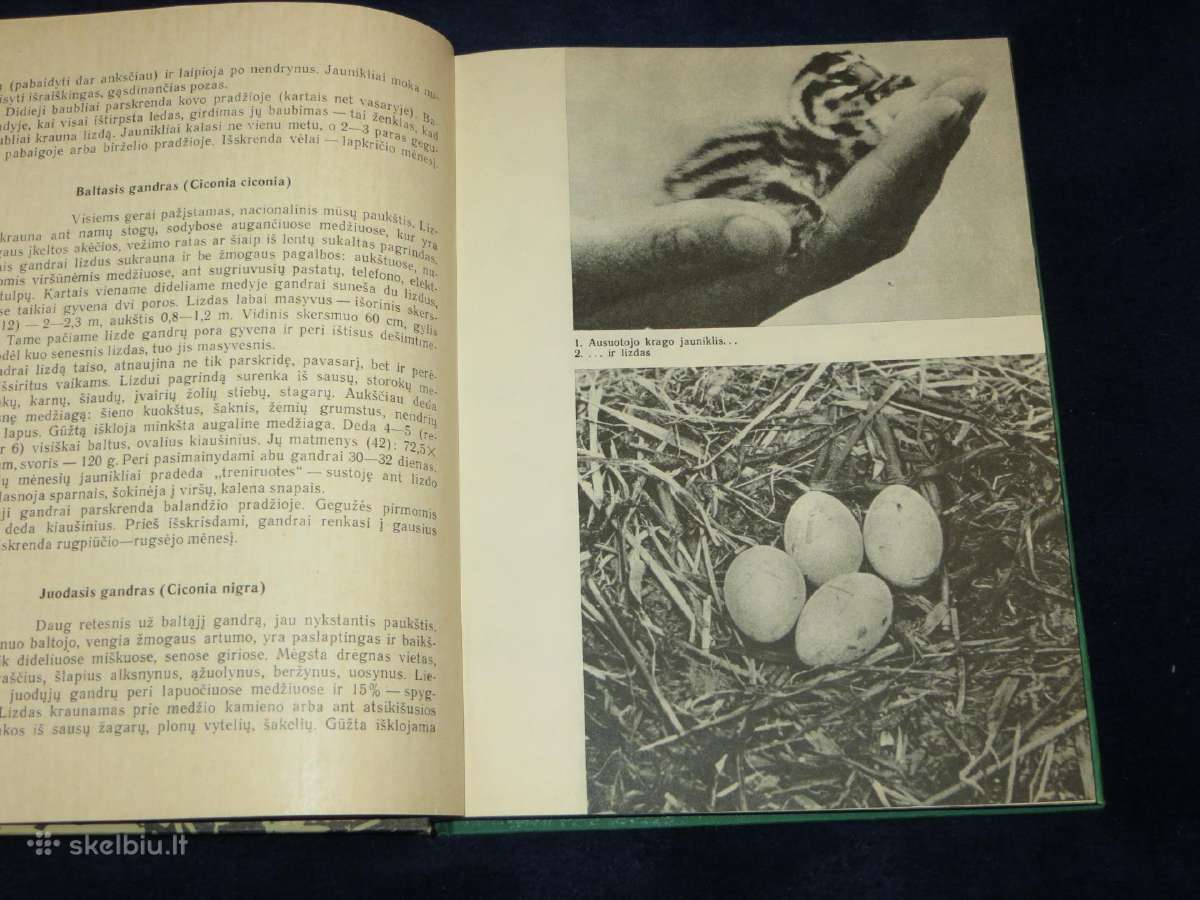 Knyga Sparnuočių namai 1976 - nuotraukos Nr. 7
