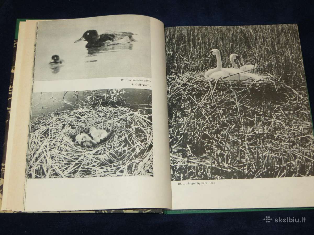 Knyga Sparnuočių namai 1976 - nuotraukos Nr. 8