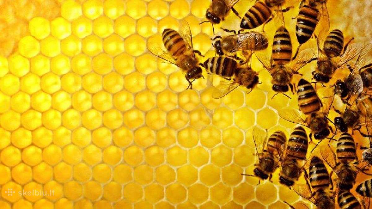 Ekologiškas Aukštaitijos medus ir spiečiai - nuotraukos Nr. 5