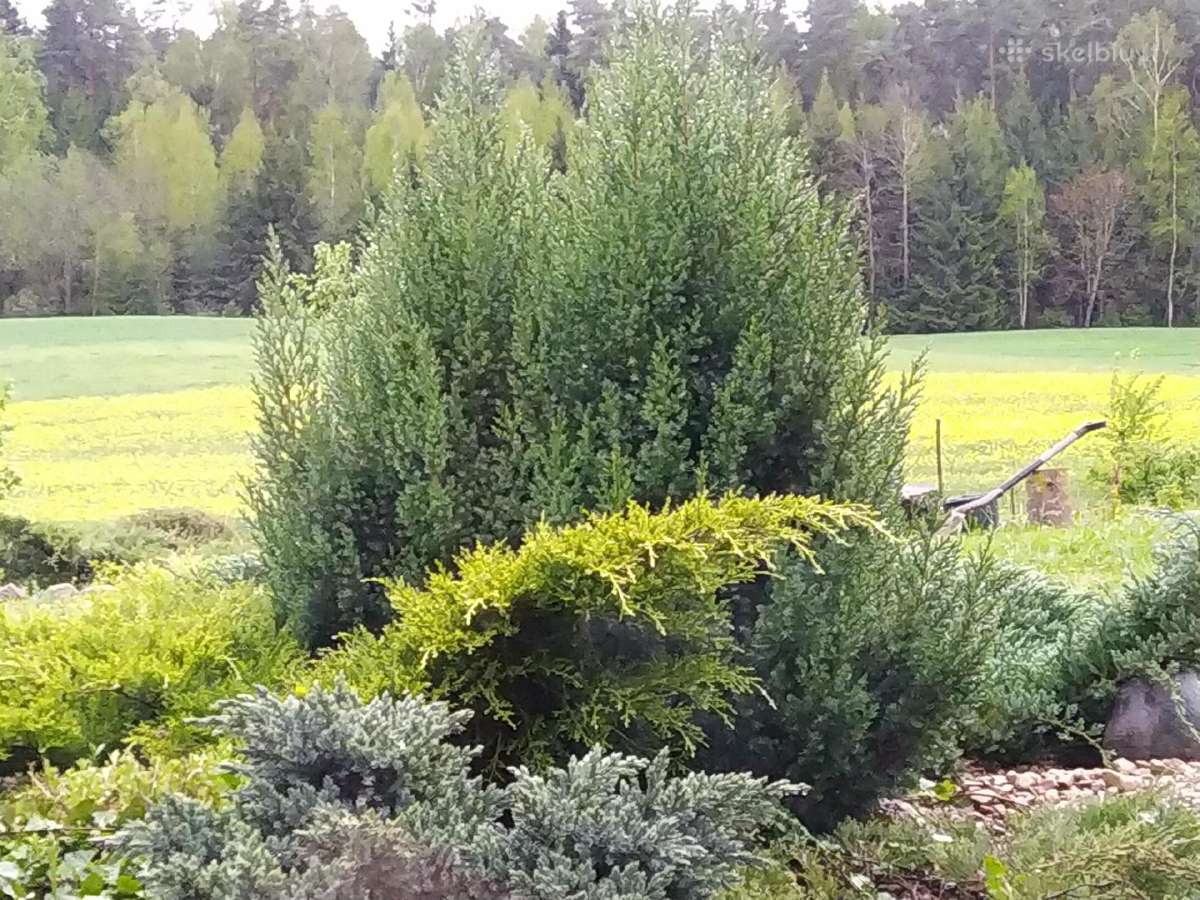 Ekologiškas Aukštaitijos medus ir spiečiai - nuotraukos Nr. 6
