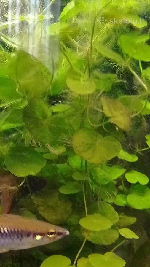 Akvariumo augalai pigiai, Easy-life Profito trąšos - nuotraukos Nr. 8