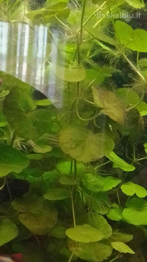 Akvariumo augalai pigiai, Easy-life Profito trąšos - nuotraukos Nr. 12
