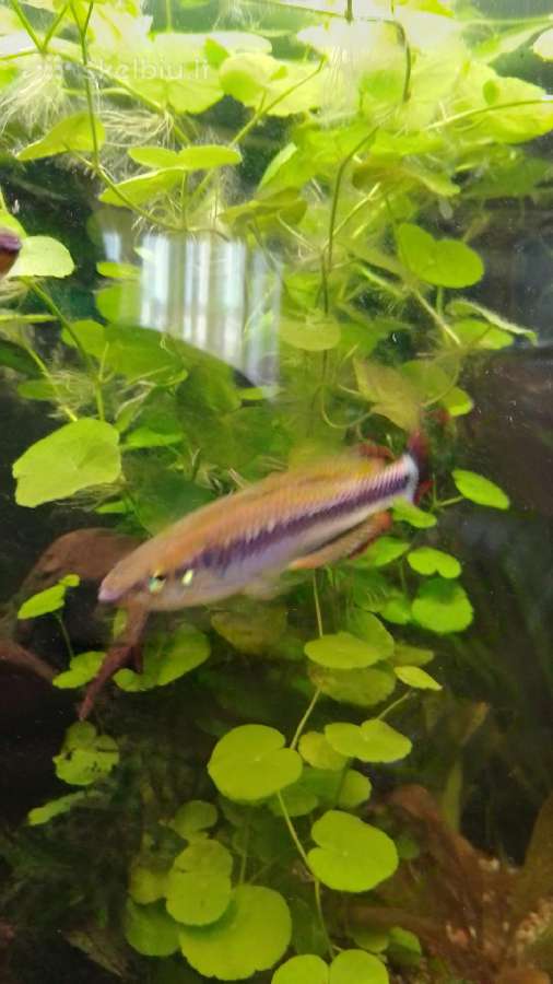 Akvariumo augalai pigiai, Easy-life Profito trąšos - nuotraukos Nr. 9