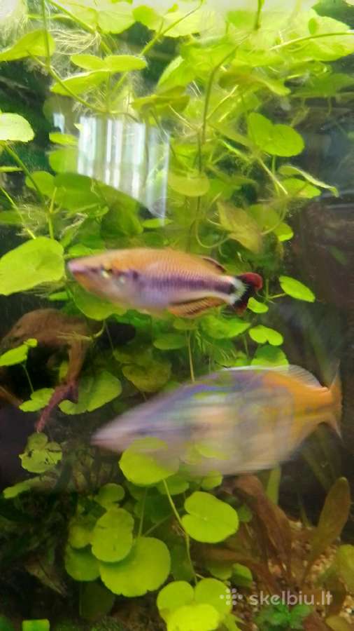 Akvariumo augalai pigiai, Easy-life Profito trąšos - nuotraukos Nr. 11