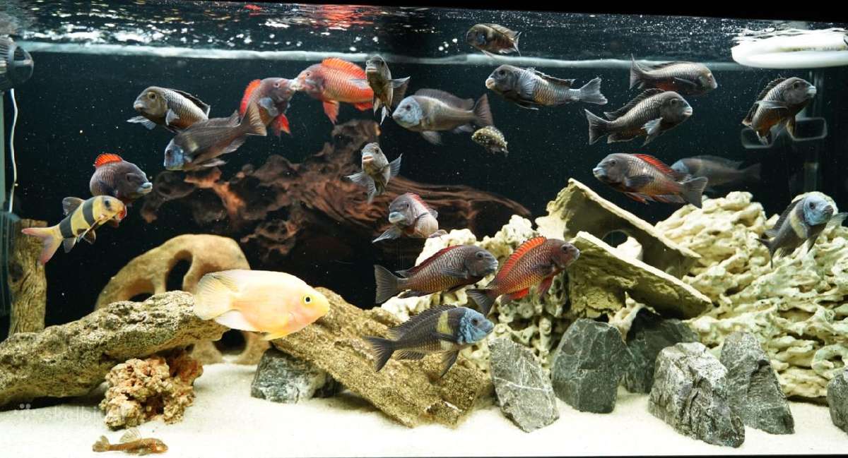 Akvarium Juwel 240l.
