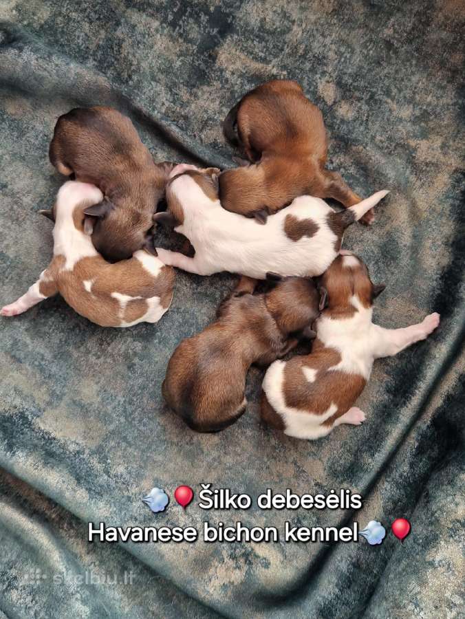 Havanos bišonas su kilmes dokumentais - nuotraukos Nr. 25