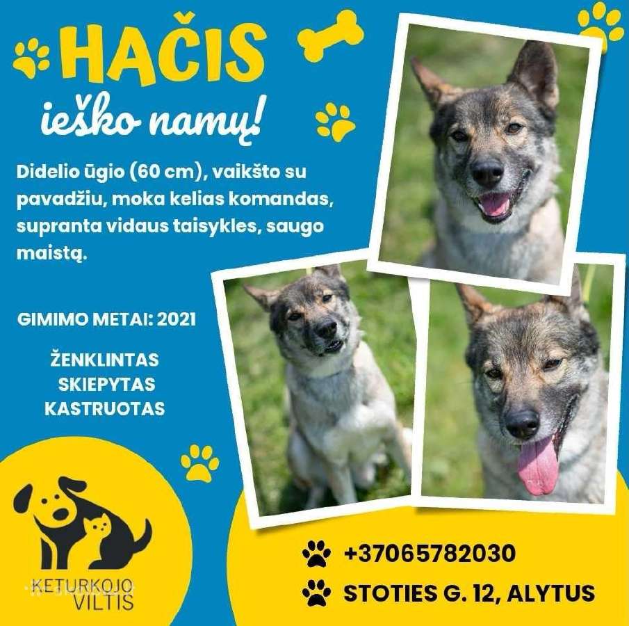 Alytuje išsirinkite sau gyvūną Net iš 350 - nuotraukos Nr. 24