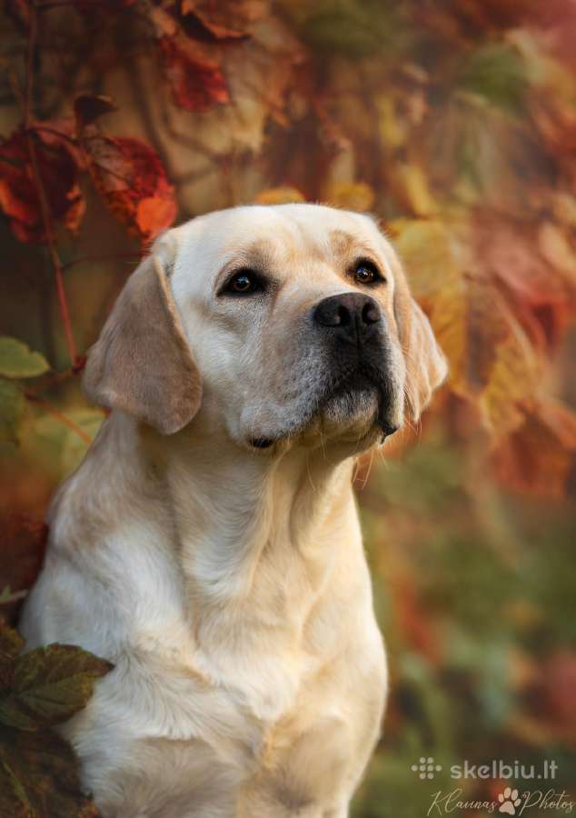 Labradoro retriveris reproduktorius