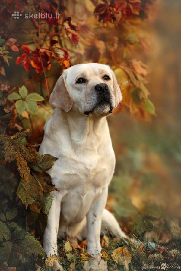 Labradoro retriveris reproduktorius - nuotraukos Nr. 7