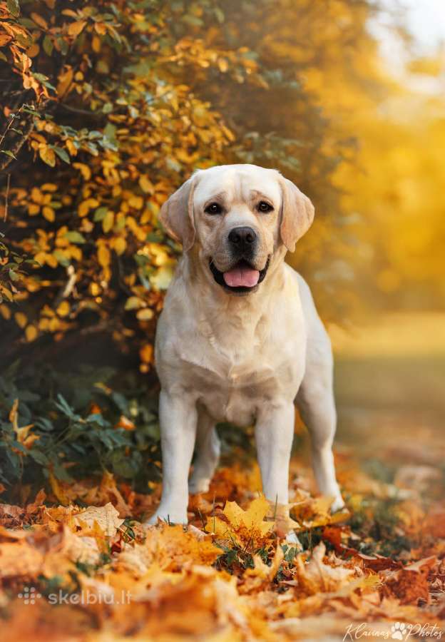 Labradoro retriveris reproduktorius - nuotraukos Nr. 10