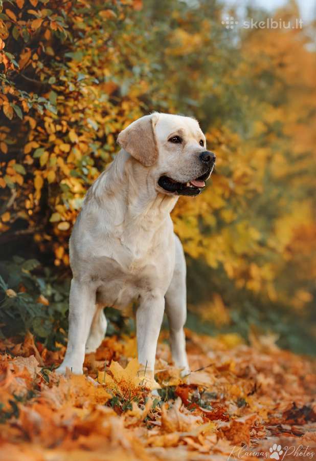 Labradoro retriveris reproduktorius - nuotraukos Nr. 9