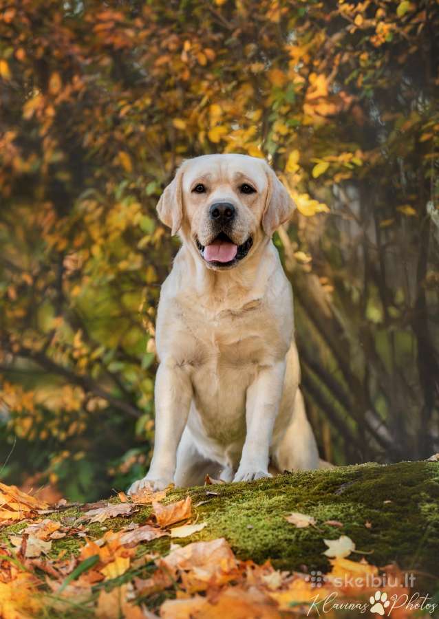 Labradoro retriveris reproduktorius - nuotraukos Nr. 33