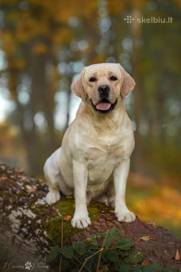 Labradoro retriveris reproduktorius - nuotraukos Nr. 16