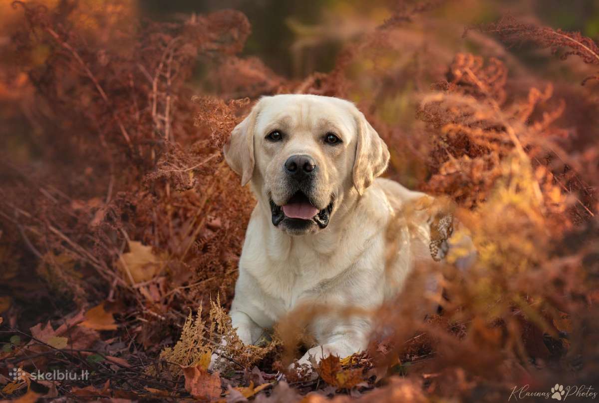 Labradoro retriveris reproduktorius - nuotraukos Nr. 11