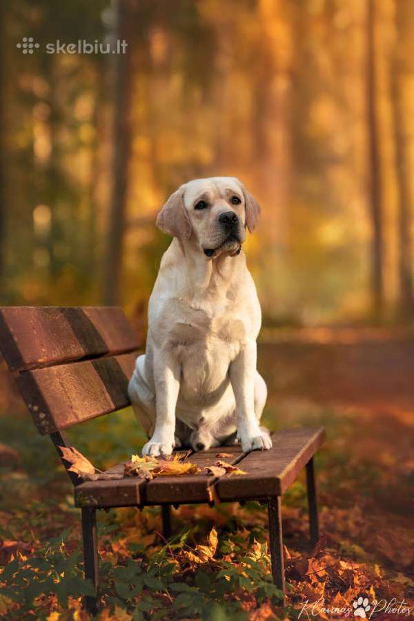 Labradoro retriveris reproduktorius - nuotraukos Nr. 12
