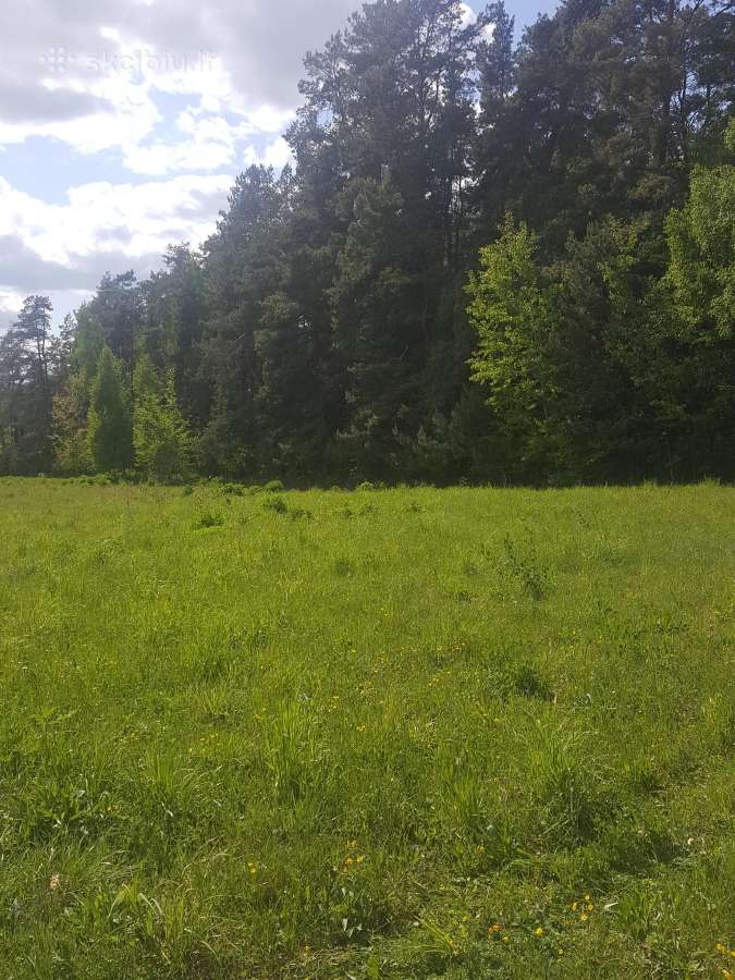 Ant Vyžuonos upės kranto, 7,56ha sklypas - nuotraukos Nr. 7
