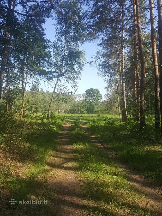 Ant Vyžuonos upės kranto, 7,56ha sklypas - nuotraukos Nr. 5