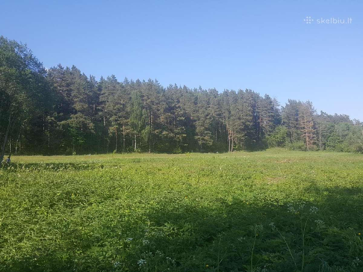 Ant Vyžuonos upės kranto, 7,56ha sklypas - nuotraukos Nr. 9