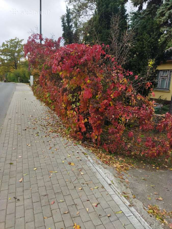 Žolės ir medžių pjovimas - nuotraukos Nr. 22