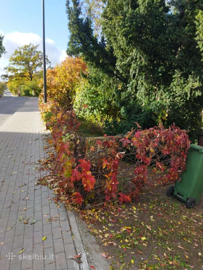 Žolės ir medžių pjovimas - nuotraukos Nr. 21