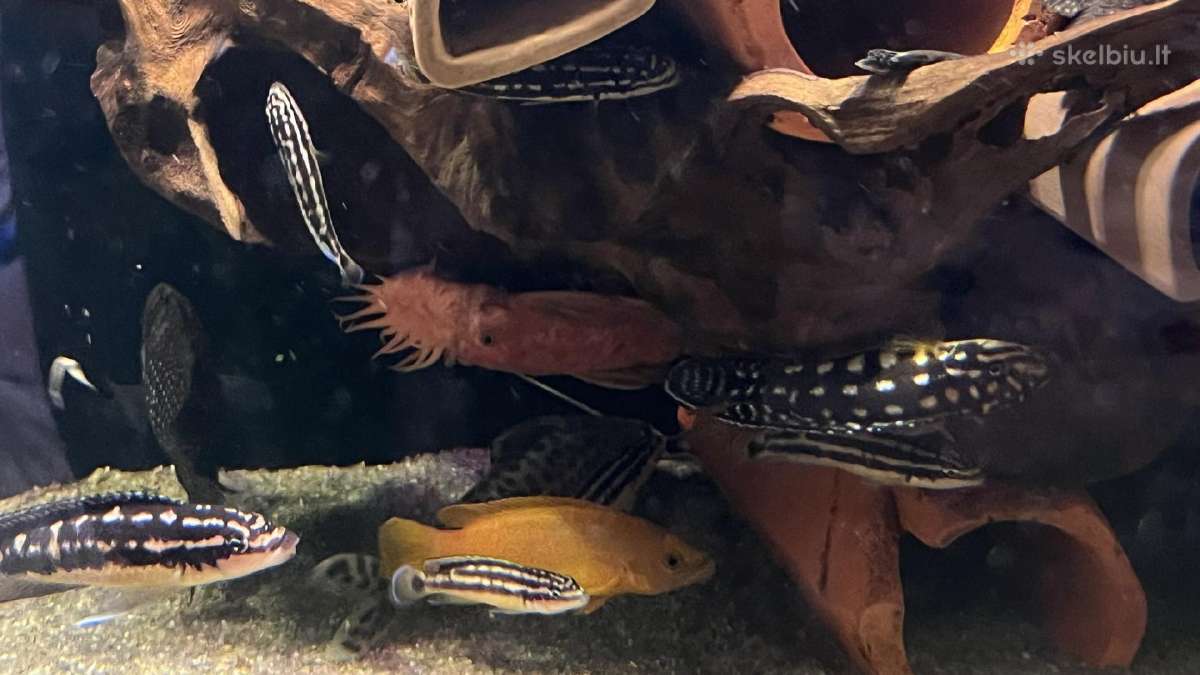 Julidachromiai - nuotraukos Nr. 7
