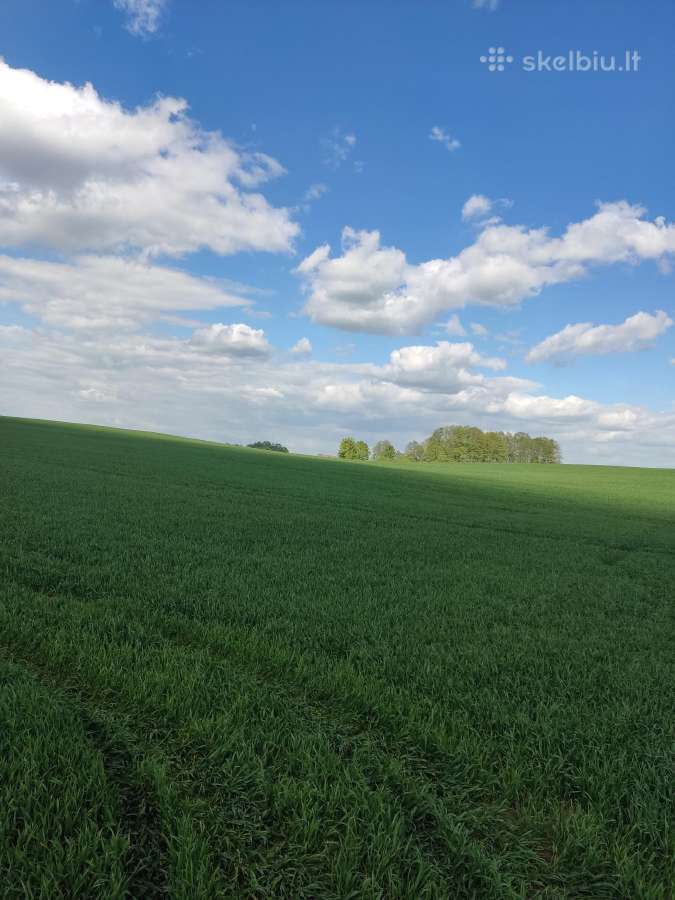 Ieškau išsinuomoti žemės - nuotraukos Nr. 2