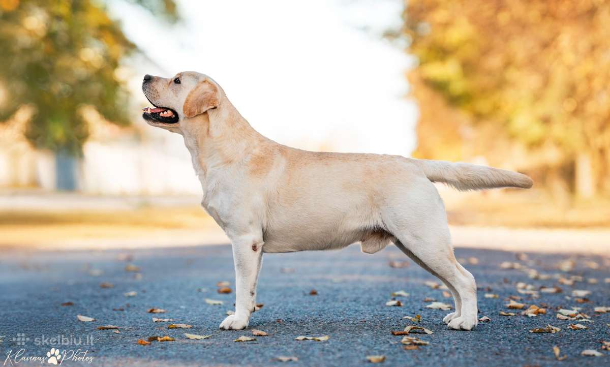Labradoro retriveris reproduktorius - nuotraukos Nr. 3
