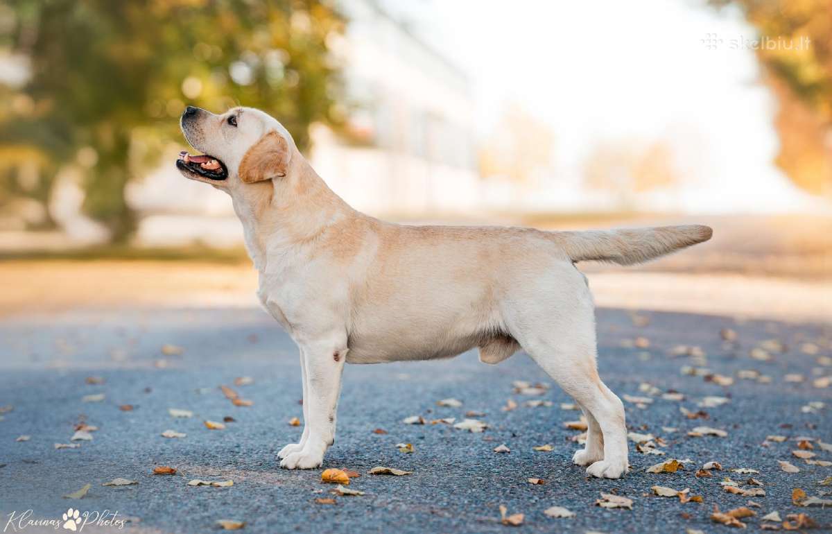 Labradoro retriveris reproduktorius - nuotraukos Nr. 6