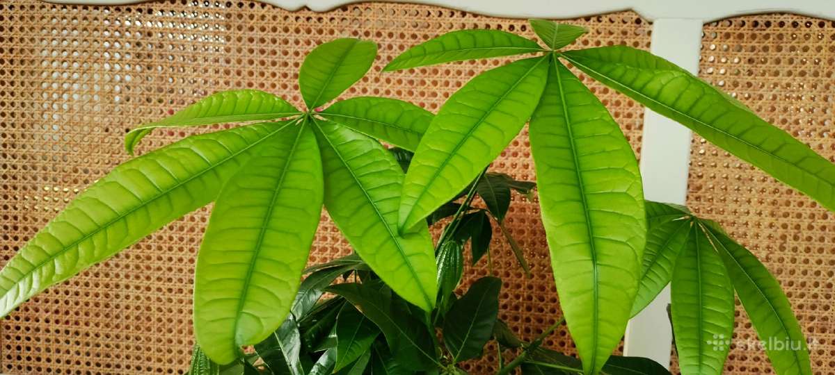 Kambarine gele"pahira".80cm. - nuotraukos Nr. 3