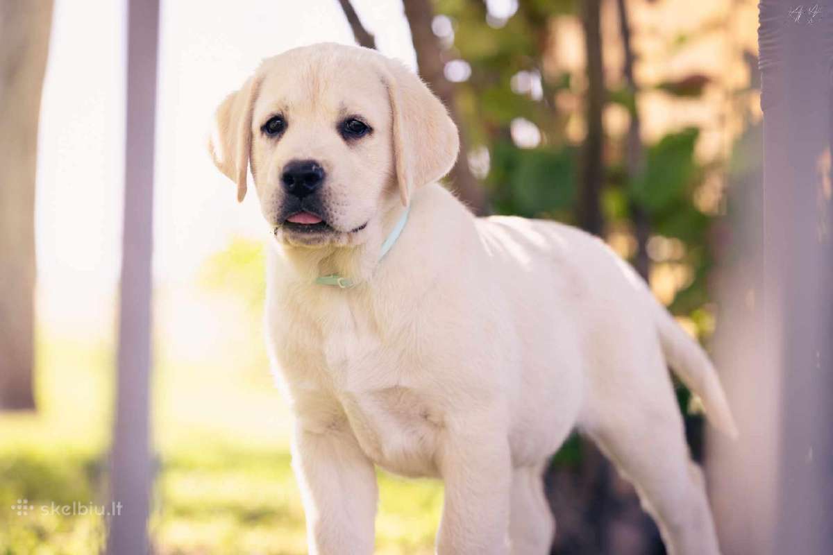 Kilmingi Labradoro Retriveriai Iš Veislyno - nuotraukos Nr. 7