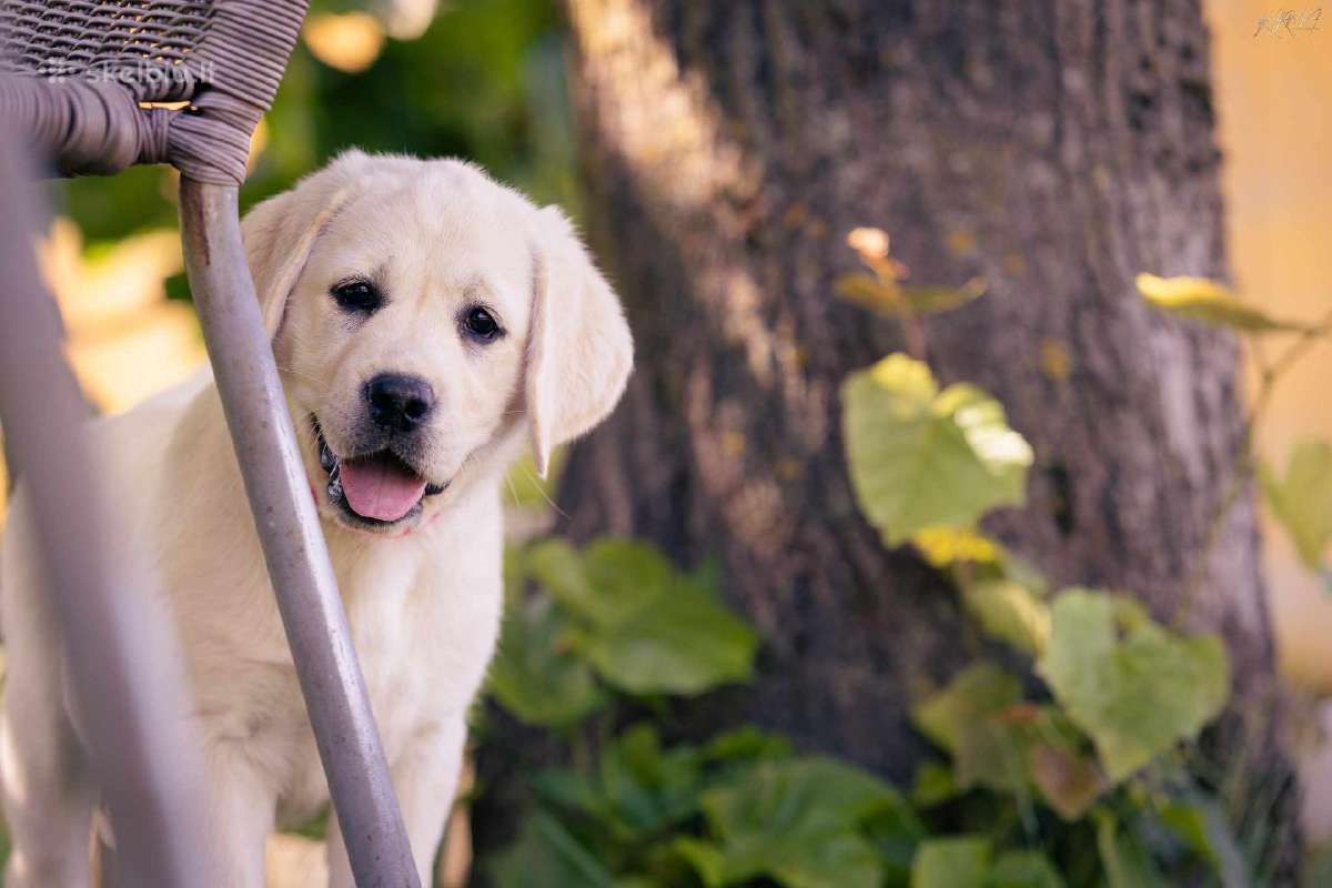 Kilmingi Labradoro Retriveriai Iš Veislyno - nuotraukos Nr. 8
