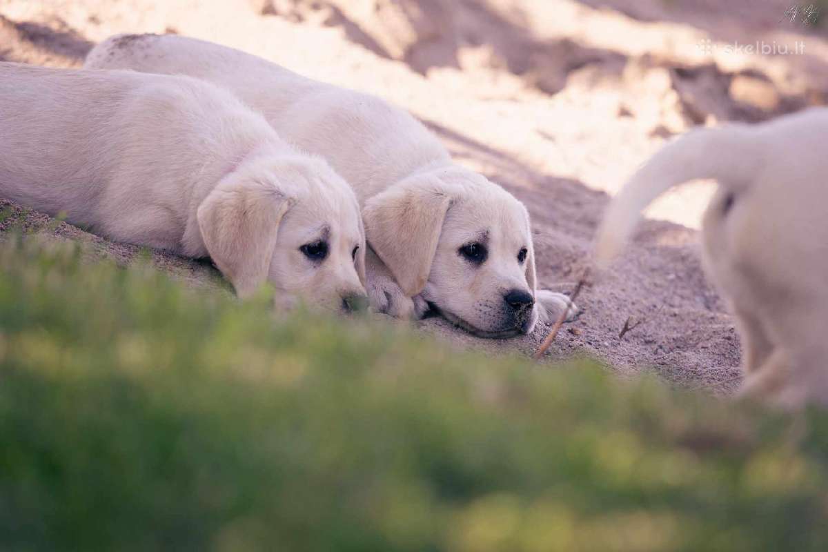 Kilmingi Labradoro Retriveriai Iš Veislyno - nuotraukos Nr. 2
