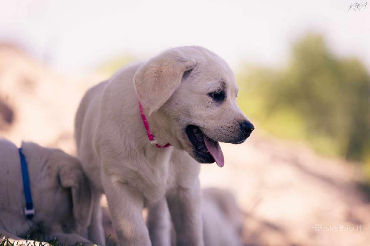 Kilmingi Labradoro Retriveriai Iš Veislyno - nuotraukos Nr. 10