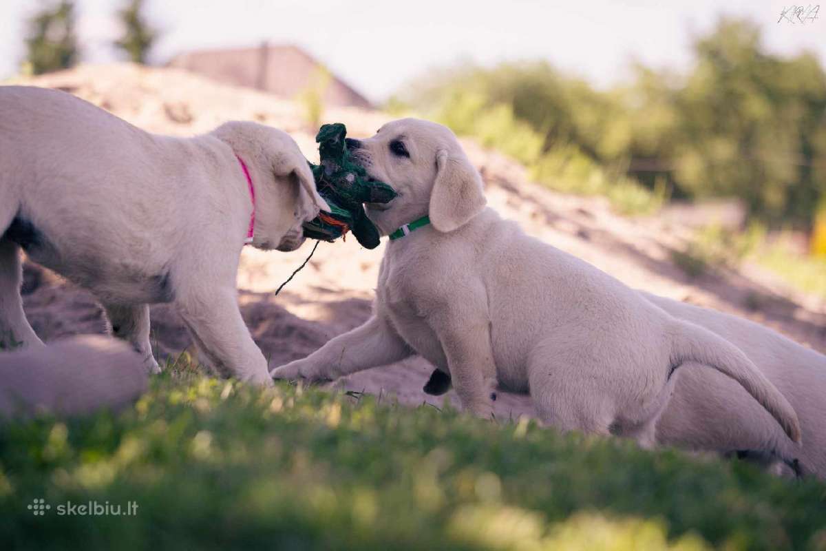 Kilmingi Labradoro Retriveriai Iš Veislyno - nuotraukos Nr. 9