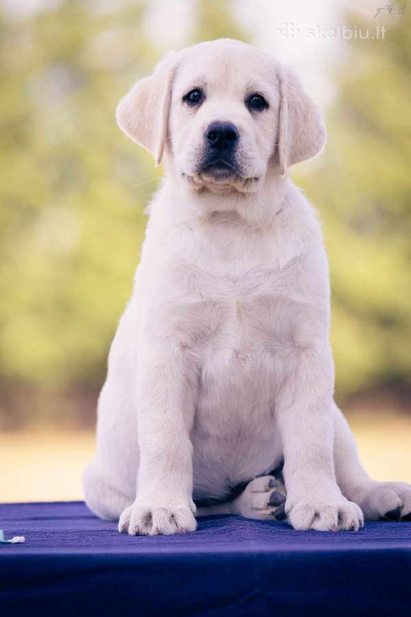 Kilmingi Labradoro Retriveriai Iš Veislyno - nuotraukos Nr. 12