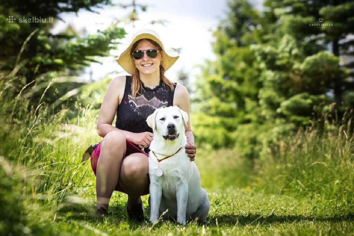 Kilmingi Labradoro Retriveriai Iš Veislyno - nuotraukos Nr. 13