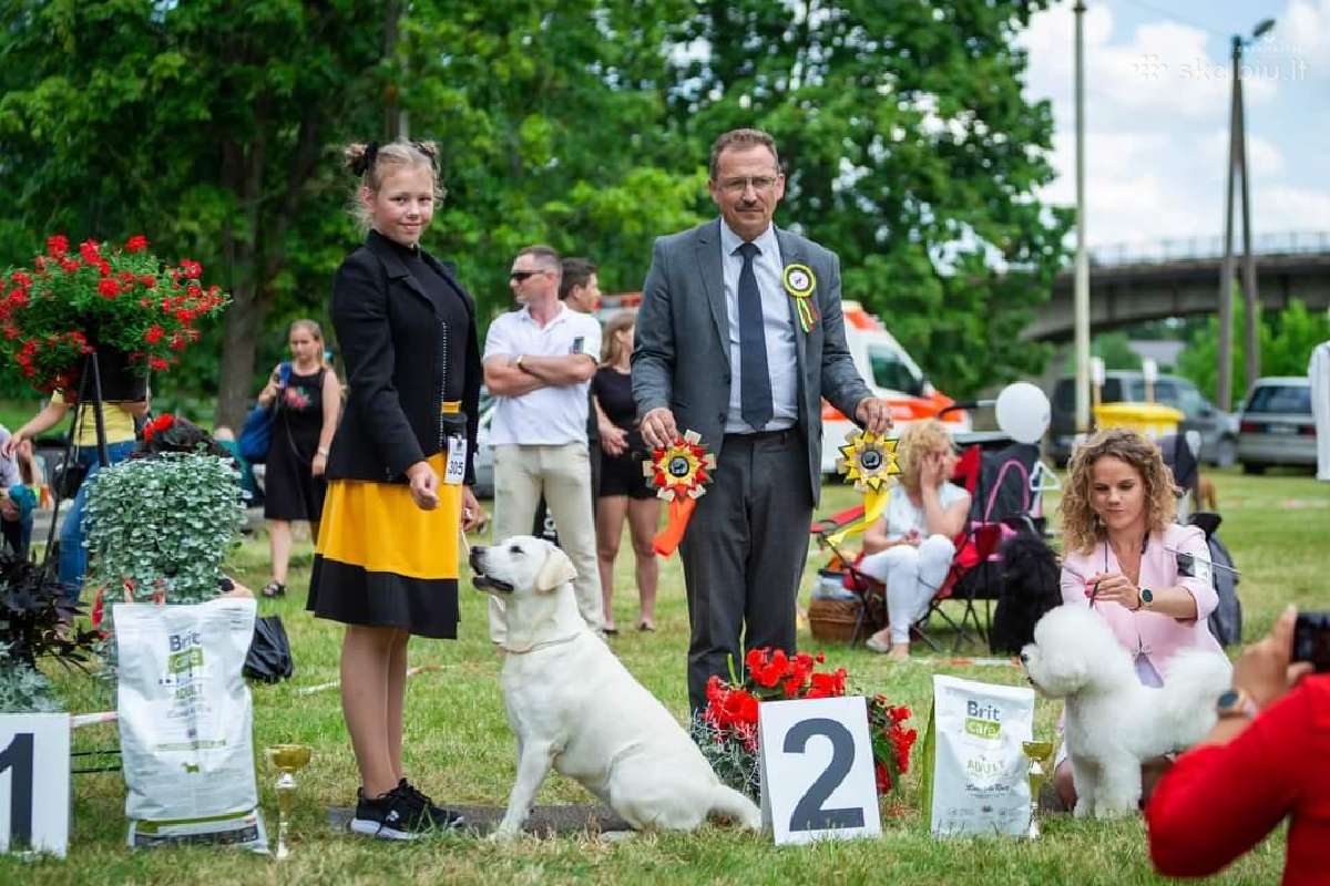 Kilmingi Labradoro Retriveriai Iš Veislyno - nuotraukos Nr. 14
