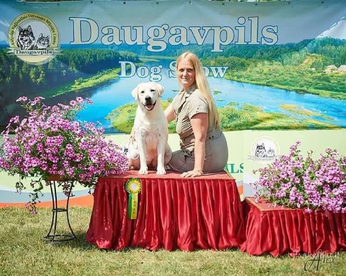Kilmingi Labradoro Retriveriai Iš Veislyno - nuotraukos Nr. 15