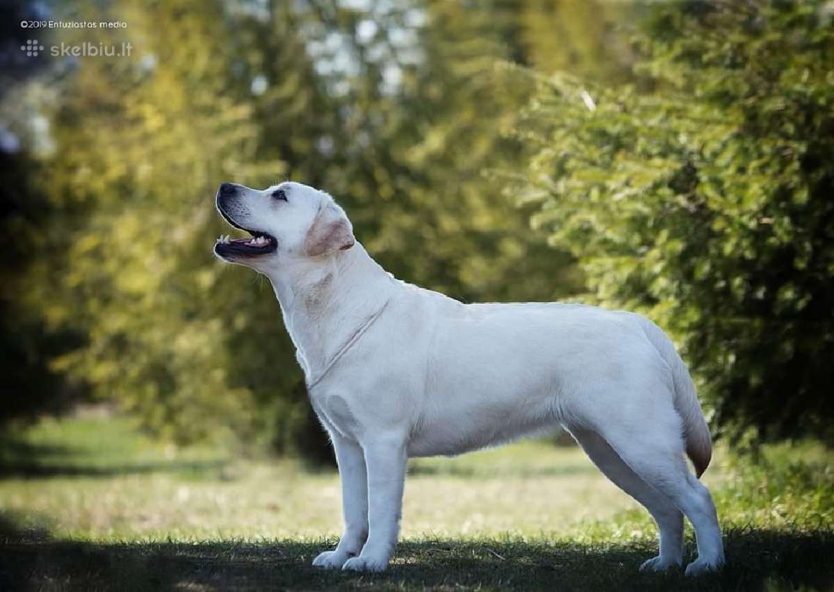 Kilmingi Labradoro Retriveriai Iš Veislyno - nuotraukos Nr. 16