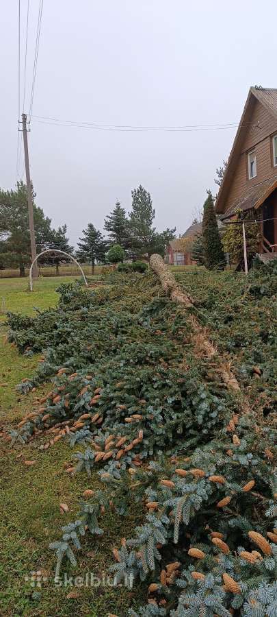 Medžių pjovimas, genėjimas, žolės pjovimas - nuotraukos Nr. 3
