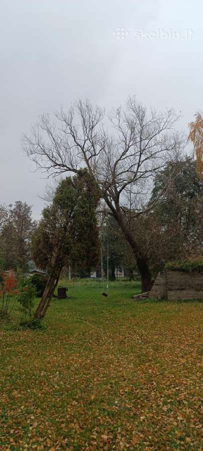 Medžių pjovimas, genėjimas, žolės pjovimas - nuotraukos Nr. 18