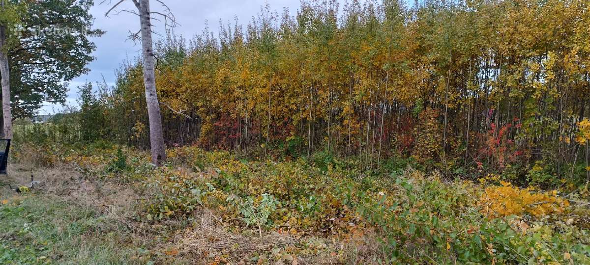 Medžių pjovimas, genėjimas, žolės pjovimas - nuotraukos Nr. 20